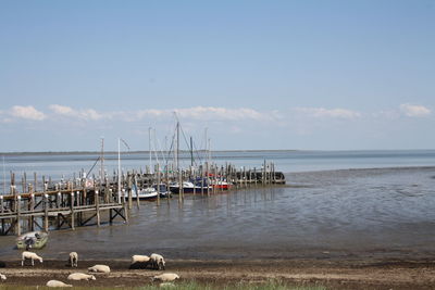 Sailboats on sea against sky