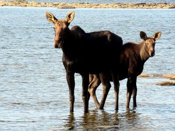 Horses standing in lake