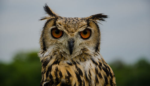 Close-up portrait of owl