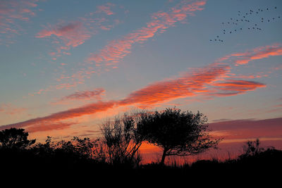 Silhouette trees against sky during sunset