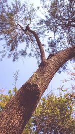 Low angle view of tree against sky