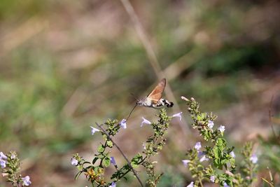 View of bird perching on flower