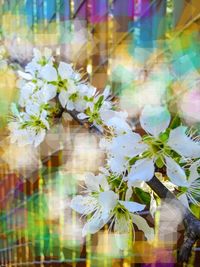 Close-up of white flowering plant