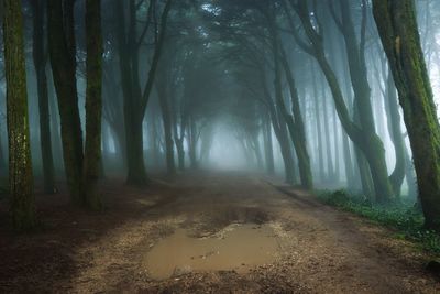 Dirt road along trees in forest