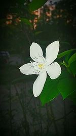 Close-up of white flowers