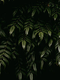 Greenery foliage background