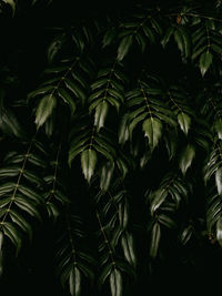 Low angle view of leaves