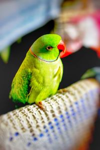 Close-up of parrot perching on leaf