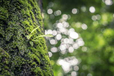 Close-up of plant growing on tree trunk