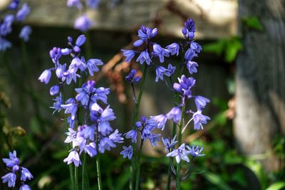 Close-up of purple flowering plants