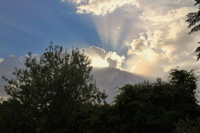 Low angle view of trees against sky during sunset