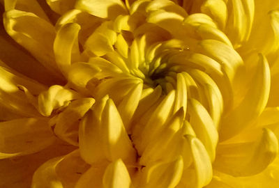 Full frame shot of yellow flowers