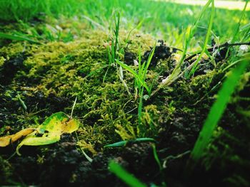 Close-up of fresh green leaves on field