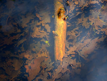 High angle view of wood in water transparency.