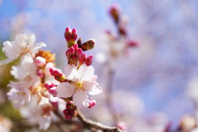 Close-up of pink flowers on branch