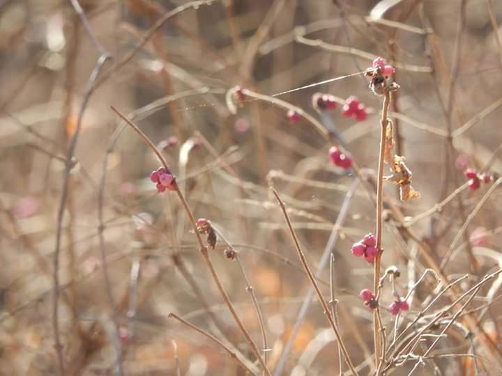 flower, focus on foreground, plant, growth, close-up, freshness, fragility, nature, selective focus, beauty in nature, stem, twig, day, bud, outdoors, pink color, branch, red, no people, blooming