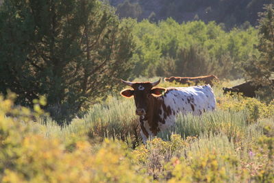 Cow standing on field against trees