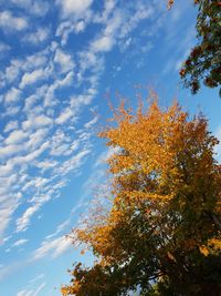 Low angle view of tree against sky during autumn