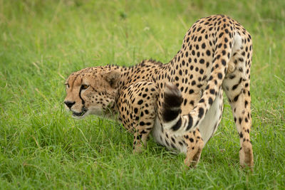Male cheetah crouches in grass looking left