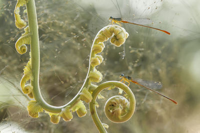 Close-up of insect on leaf