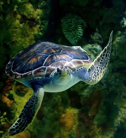 Close-up of turtle swimming in sea