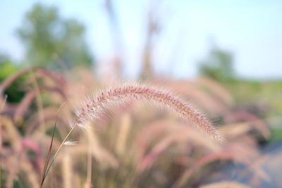 Close-up of purple flower on field