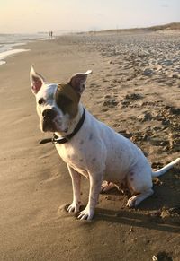 Pitbull standing on the beach