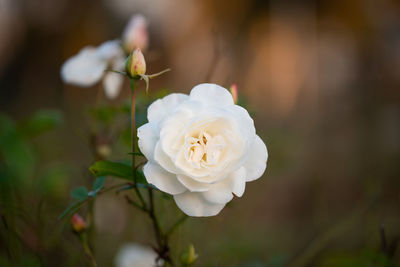 Close-up of white rose