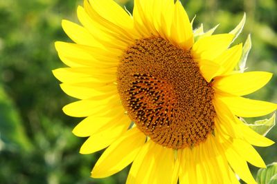 Close-up of honey bee on sunflower