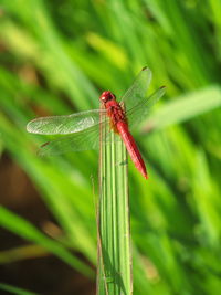 Close-up of dragonfly on plant