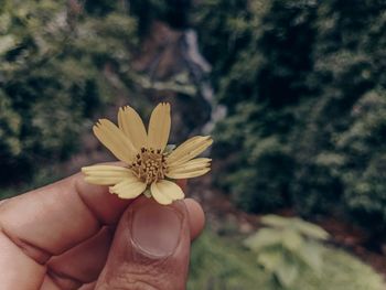 Close-up of hand holding yellow flower