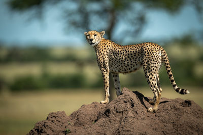 Full length of cheetah sitting on rock