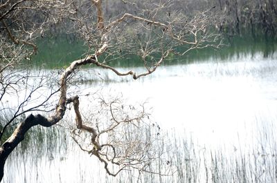 Close-up of bare tree in lake during winter