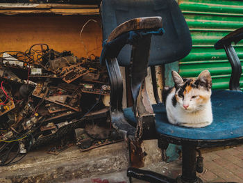 Close-up of urban cat