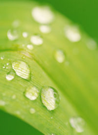 Close-up of water drops on leaf