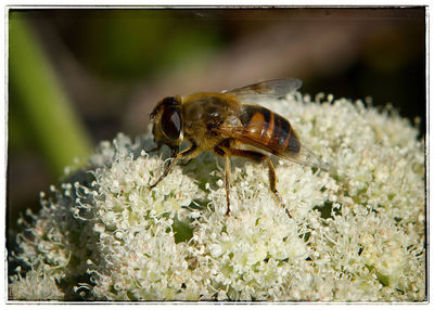 Close-up of bee on flower