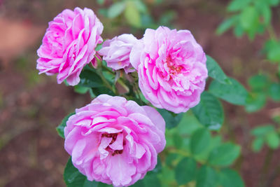 Close-up of pink rose