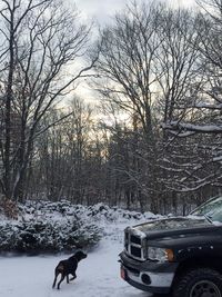 Dog on snow covered landscape