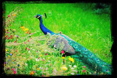 Side view of peacock on rock