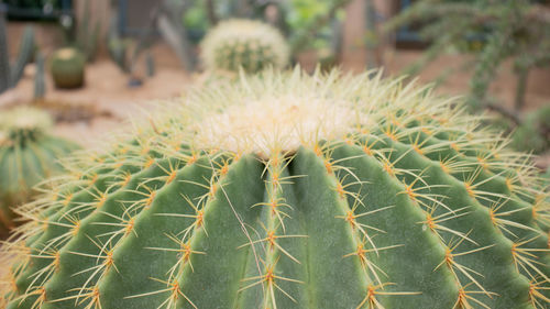 Close-up of succulent plant