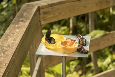 Close-up of crab on table