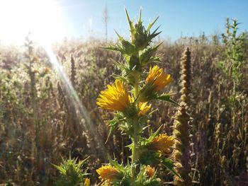 Close-up of yellow flowers blooming on field against sky