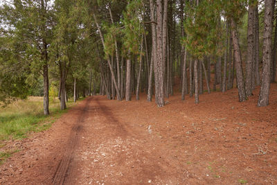 Footpath amidst trees in forest