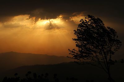 Low angle view of silhouette tree against sky during sunset