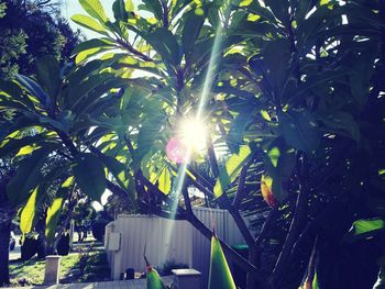 Sun shining through trees