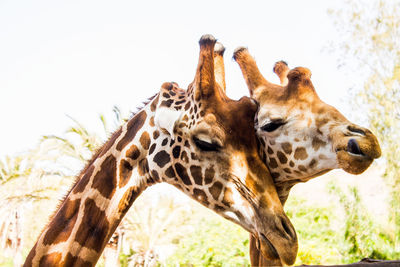 Giraffe in zoo