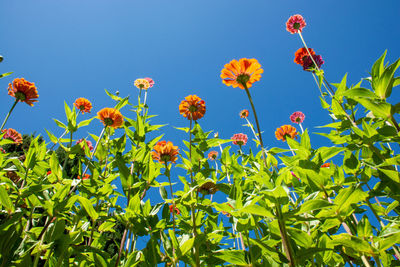 Low angle view of flowering plants against blue sky