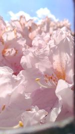 Close-up of flowers