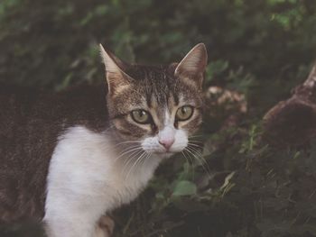 Close-up portrait of cat