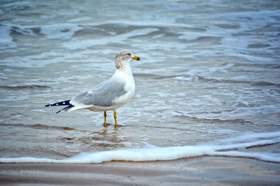 Seagull on beach